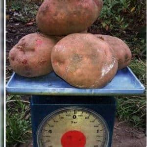 Картофель Ирбитский: описание сорта картошки, фото внешнего вида ...