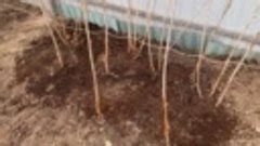 ПРАВИЛА ОБРЕЗКИ СЛИВЫ