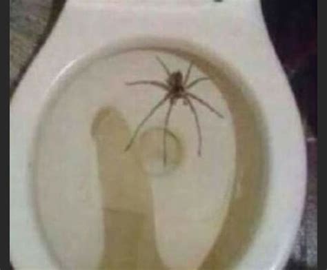 Do Spiders Like Toilets at Mai Lowder blog