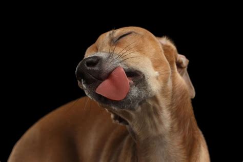 Why Is My Dog Licking Himself Raw