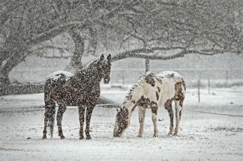 Free Images : nature, snow, winter, animal, wildlife, wild, herd