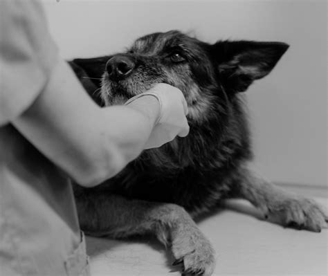 Remedios caseros para mi perro que vomita espuma blanca