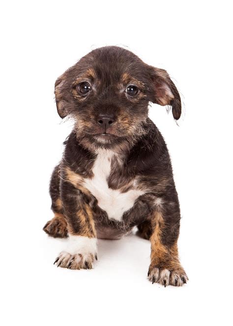 Premium Photo | Shy little puppy