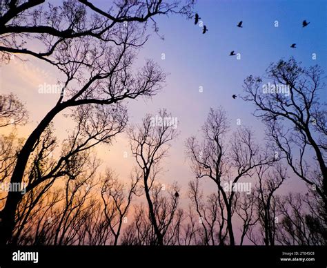 sunset in forest landscape Stock Photo - Alamy