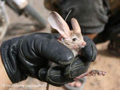 Long eared jerboa - Alchetron, The Free Social Encyclopedia