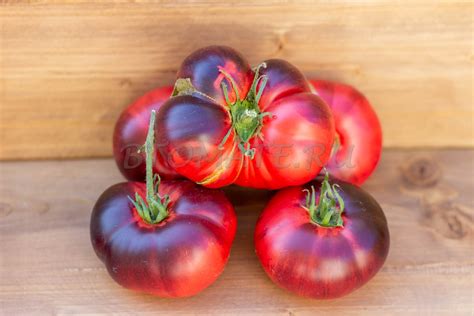 РОЗОВЫЙ СИБИРСКИЙ ТИГР — BTomate
