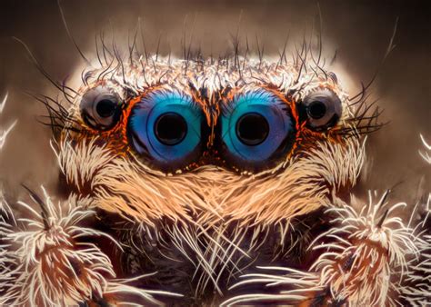 See 15 Crazy Animal Eyes — Rectangular Pupils to Wild Colors | Jumping spider, Weird animals ...