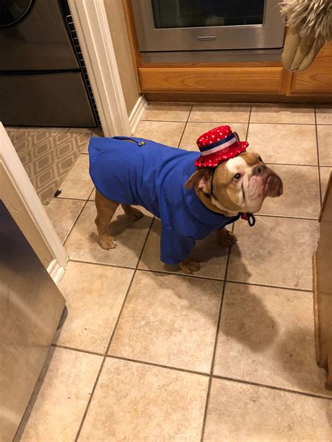 Uncle Sam dog costume Fourth of July dog costume | Etsy