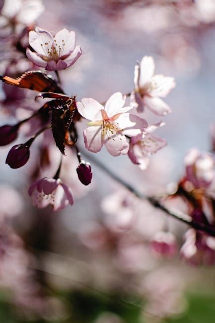 White Cherry Blossom · Free Stock Photo