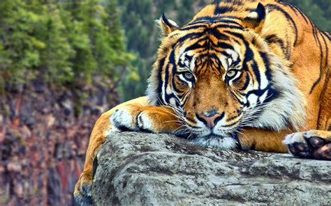 wallpapers harimau wallpaper cave