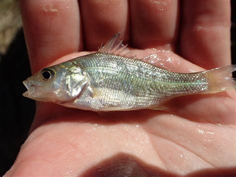 Potential competition between black crappie and invasive white perch in
