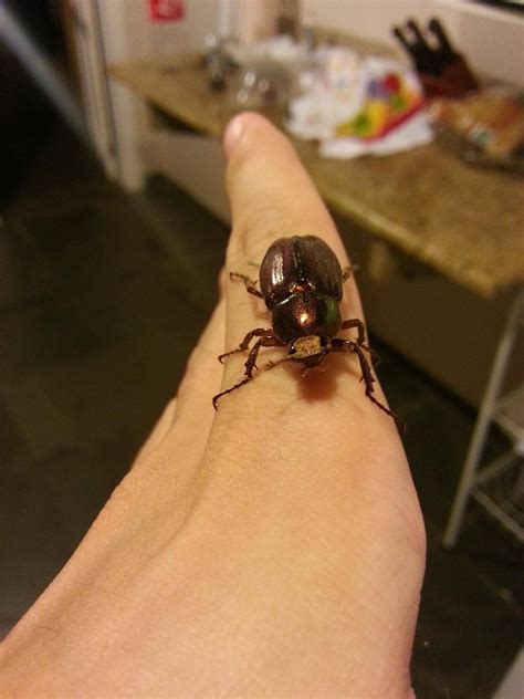 This beetle looks like it's smiling : mildlyinteresting