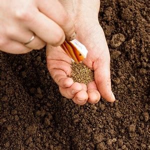Морковь Берликум Роял: отзывы огородников об урожайности, описание и ...