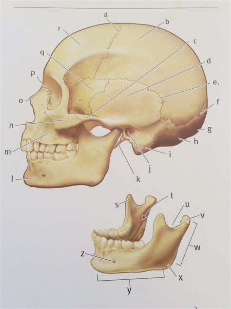 Skull, lateral view Diagram | Quizlet