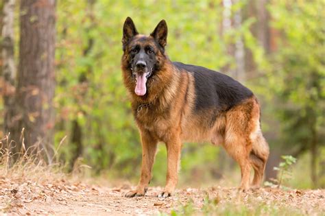 The History of the German Shepherd Breed | Greenfield Puppies