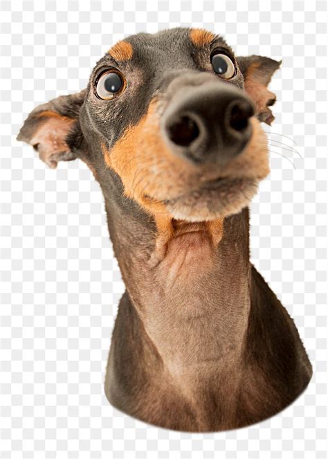 wallpapers  funny faces  funny face stock
