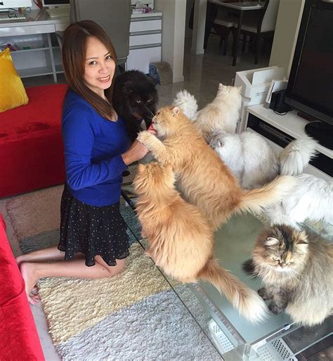 cats lady  exploding instagram   twelve persians