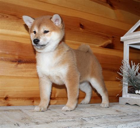 Shiba Inu Puppies | America's Pet Registry