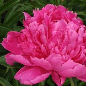 Травянистые : ПИОН HELEN HAYES- ПИОН ХЕЛЕН ХЕЙЗ