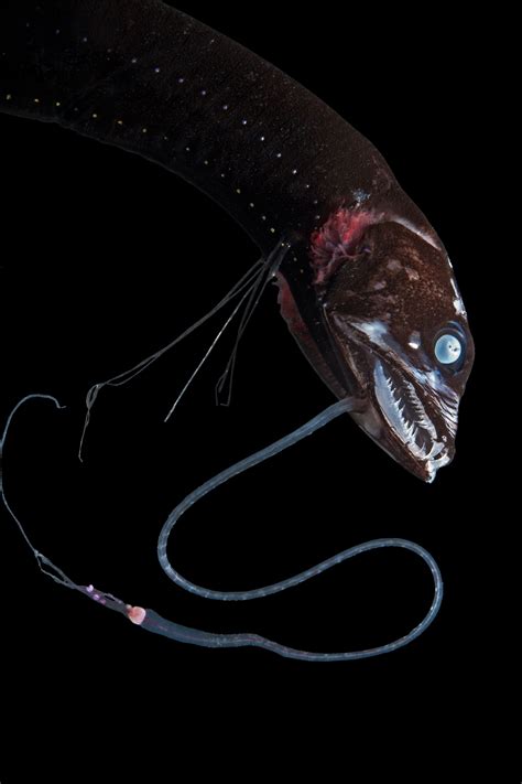 Deep Sea Black Dragonfish
