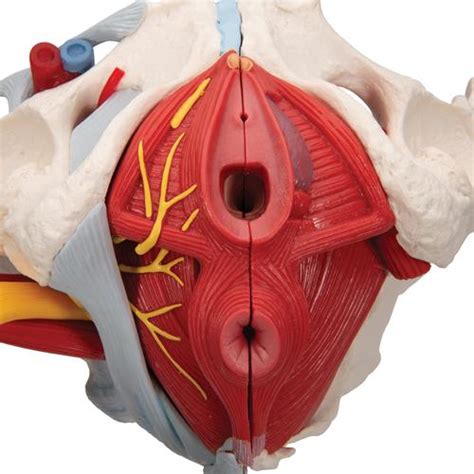 Female Pelvic Ligaments During Pregnancy