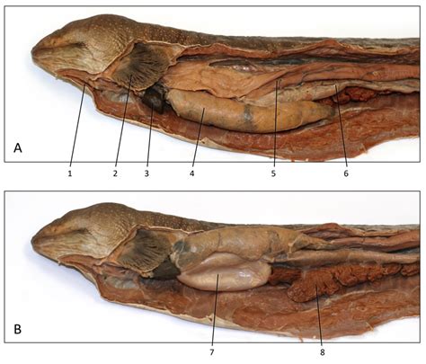 eel internal anatomy diagram quizlet