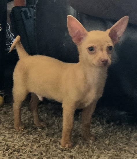 Dog for adoption - **TOFFEE *Please read bio below, a Miniature Pinscher & Chihuahua Mix in