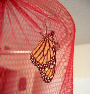 Caterpillar Condo and Metamorphosis Hut : 11 Steps (with Pictures ...