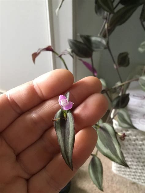 My wandering dude has a flower! I didn’t even realise they developed