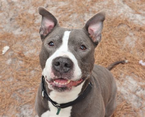 Update on Crying... - Associated Humane Popcorn Park Shelter