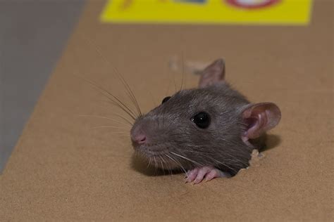Rat Fun | Pet rats, Fancy rat, Rats