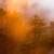 orange sunlight mist  fog   forest  big sur california