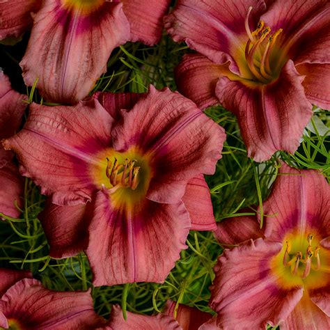 Passionate Returns Daylily | Plant Addicts