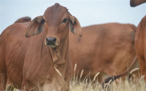 Brahman Bull Sale | Frontier Genetics