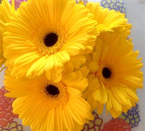 yellow color flowers meaning 7