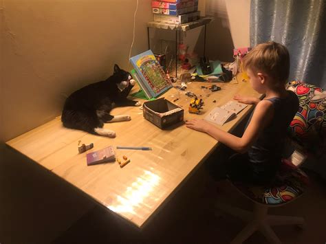 Кот Портос нашел дом