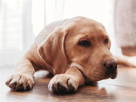 How Long Do Labradors Live? And How to Prolong It | UKPets