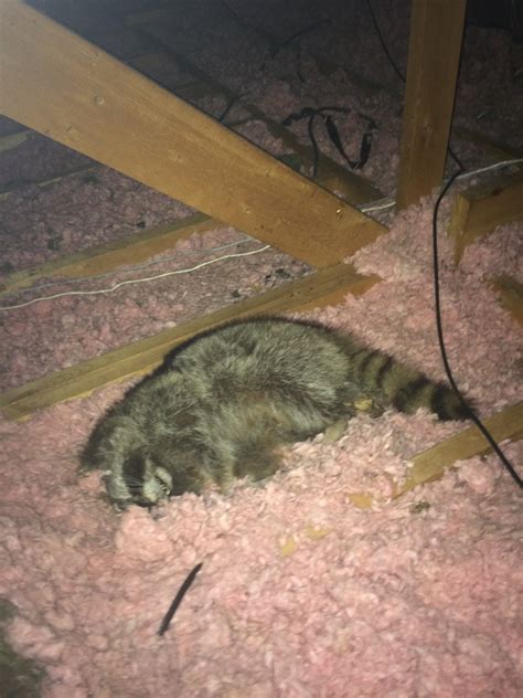 remove animal from attic 1