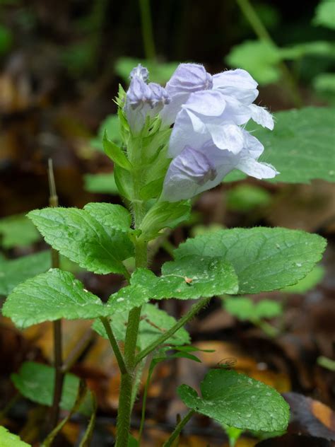 Ohio Plants – The companion web site to EEOB 2210