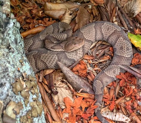 Copperhead Snake New England at Erin Birks blog