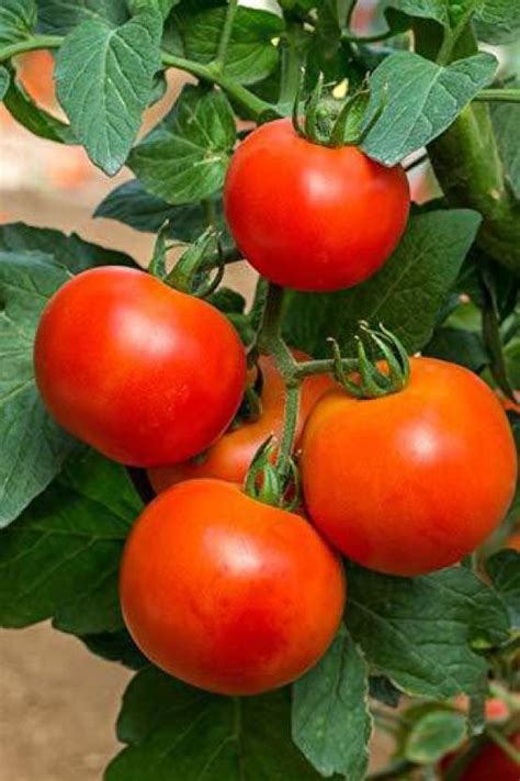 dpays tamatar seed price  india buy dpays tamatar seed