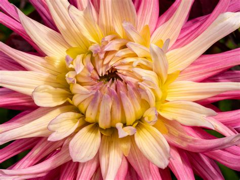 How to Layer Plants in Front of House for Elegant Beauty