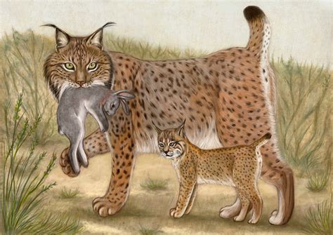 Lince Iberico Dibujo