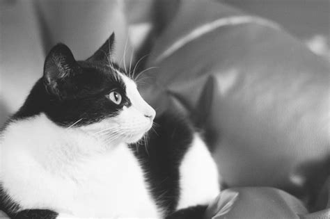 short haired cat grayscale photo free image | Peakpx