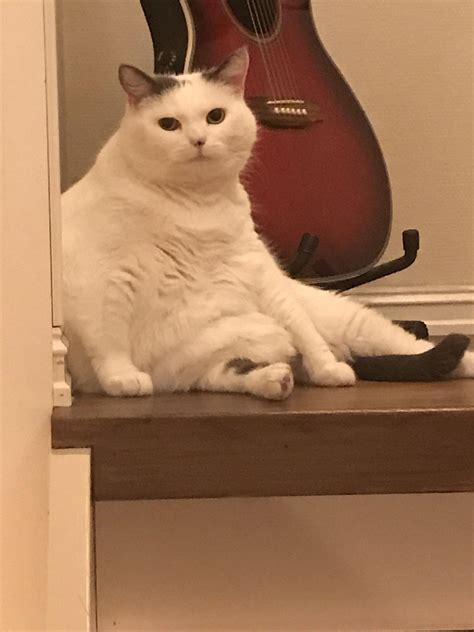 Why is my cat like this? : r/memes