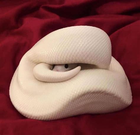 25 Cute Snakes You Have to See (With Pictures)