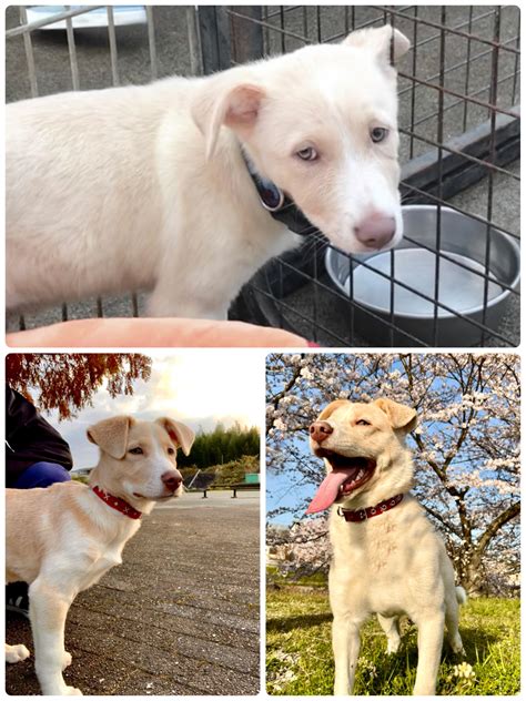From scared puppy to a handsome boy living his best life. : r