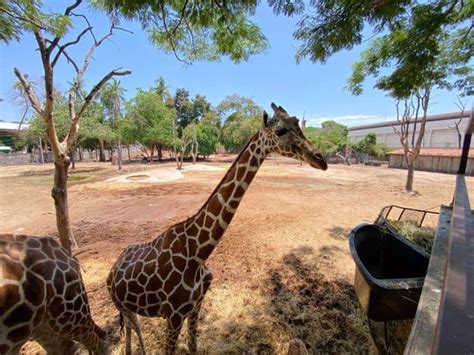 Vamos al zoológico de Culiacán: Precios y show que ofrece | Luz Noticias