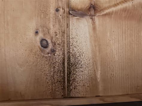 Black specks on ceiling : r/Homebuilding