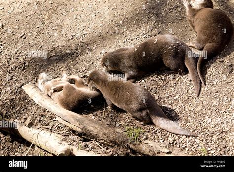Playing otters hi-res stock photography and images - Alamy